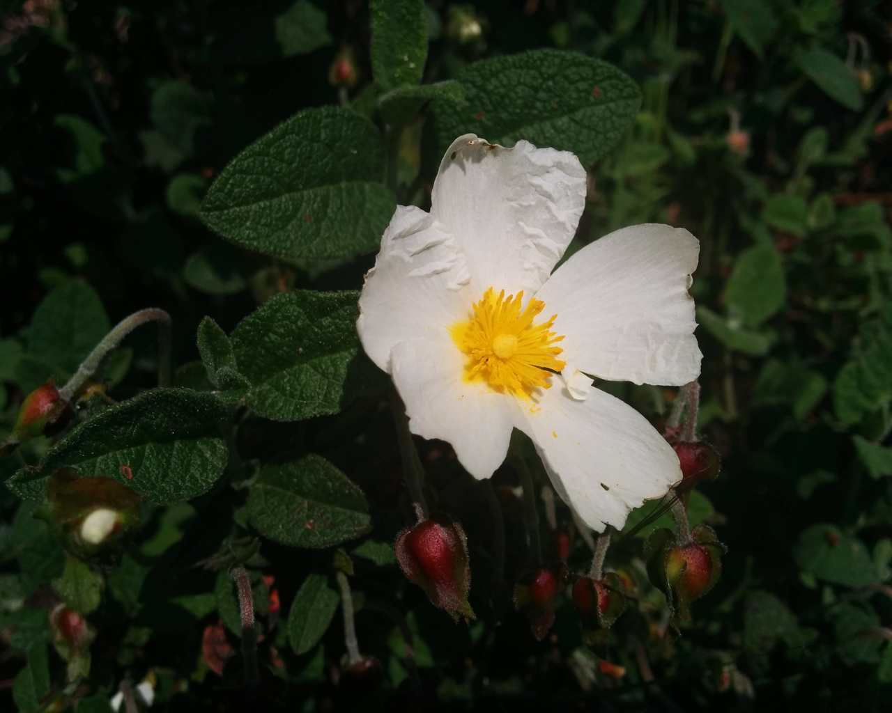 Cistus salvifolius / Cisto femmina